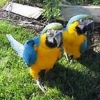 BABY-PARROTS-AND-FERTILE-EGGS-FOR-SALE