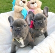 Adorable-french-bulldog-puppies
